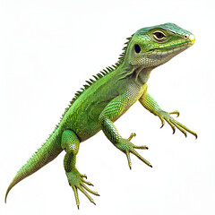 Fototapeta premium Green Lizard on White Background