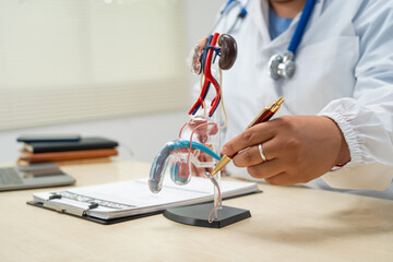  A female doctor sits at her desk in a hospital, examining a male urinary tract model. She...