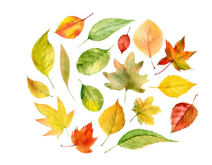 Fototapeta premium Illustration with autumn leaves, isolated on transparent background