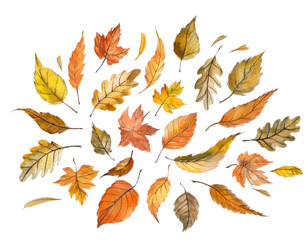 Illustration with autumn leaves, isolated on transparent background