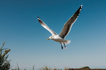 Obraz premium Elegant Seagull Soaring in a Clear Blue Sky Amidst Nature's Tranquility