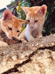 Curious Orange Kittens Inspecting a Pigeon Feather