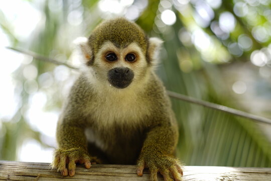 mono o chimpace con fondo desenfocado 