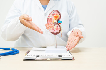  A female doctor works at a desk in a hospital, discussing kidney failure and chronic kidney...