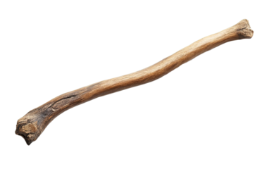 Wooden curved snag stick on transparent background, png	