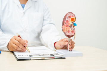  A female doctor works at a desk in a hospital, discussing kidney failure and chronic kidney...