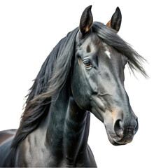 Obraz premium Black horse portrait isolated on transparent background