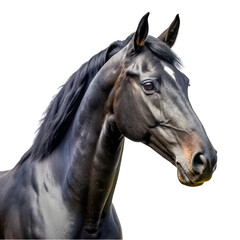 Black horse portrait isolated on transparent background