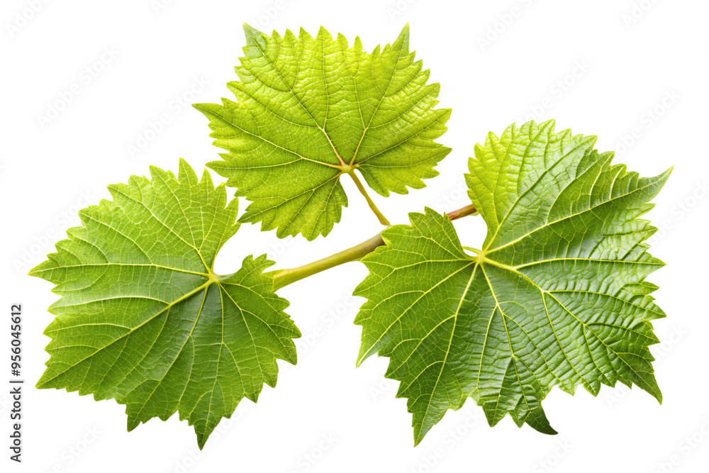 Poster an arrangement of grapevine leaves on a branch, isolated on a transparent background, showing off th