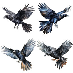 Obraz premium Four Detailed Drawings of Crows in Flight
