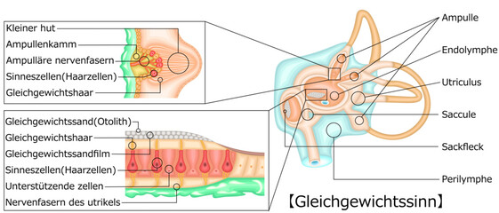 耳　平衡感覚　イラスト　ドイツ語