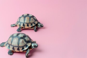 Two Turtles on a Pink Background