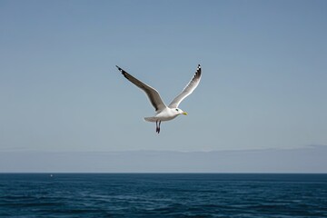 Fototapeta premium Solitary Seagull Soaring in a Clear Sky Over the Ocean