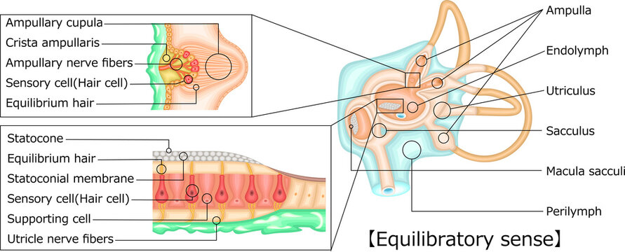 耳　平衡感覚　イラスト　英語