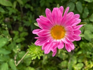 Close-up of pink flower in garden