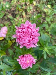 Close-up of pink china asters starting to blossom in garden