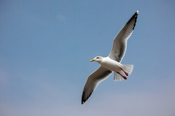 Majestic Seagull Gliding Through Clear Blue Sky