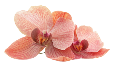 One rosy beautiful orchid on white background,png