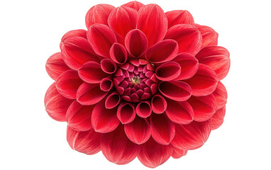 Red dahlia flower on white background,png
