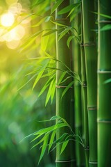 Sunlit bamboo forest with vibrant green leaves in a serene natural setting. Concepts of tranquility, nature, and environmental beauty.