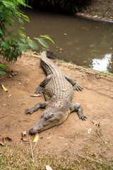 Crocodiles in action at Bandung Zoo
