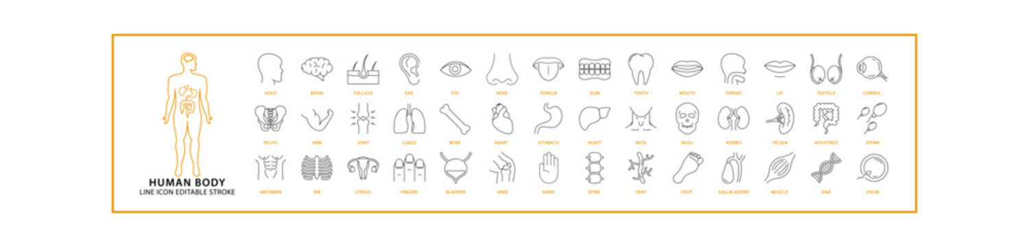Human Body Icon Set In Line Style. Contains various types of human body organs. Vector Illustration.