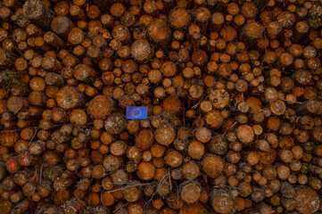 UN Climate Change Conference. EU Deforestation. Ecological disaster, deforestation in Europe. Felled pine trees. 2024