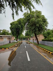 Fresh Scene Rainy road greenery Trees Leaves photography society landscape Field Fence Peaceful, Fresh Melody: Rain-Kissed Journey Through Nature's Tapestry	Beautiful Natural Forest Photography Leaves