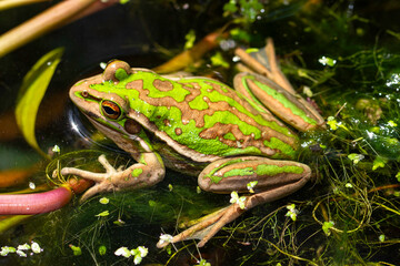 Endangered Green and Golden Bell Frog