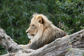 Lion Images zoo Animals  Pictures