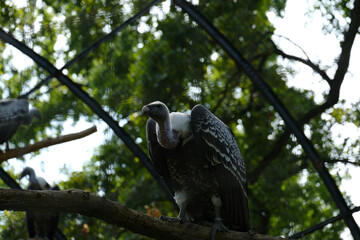 zoo animal Birds Images vulture beak vegetation