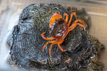 鮮やかな朱色のサワガニ