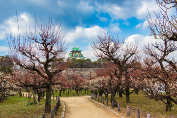大阪城公園の梅林