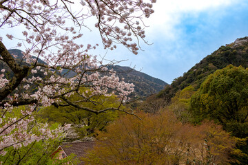 Fototapeta premium 桜が咲く春の里山