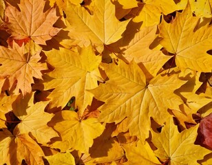 Fototapeta premium Yellow autumn maple leaves. Sunny autumn day. Fall in nature. Natural autumn fall background. Golden season. Bright orange and red leaf colors. Maple leaves in autumn sunny day. Ai generated images