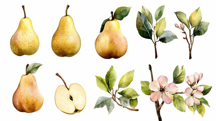 Watercolor Pears Leaves and Blossoms