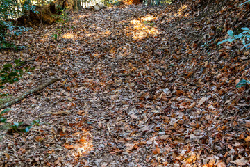 たくさんの落ち葉で覆われた山道
