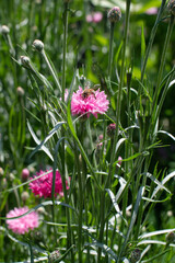 Fototapeta premium Honeybee Pollinating Pink Cornflower in Sunny Garden