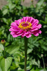 Obraz premium Vibrant Red Zinnia Flower Blooming In Sunlit Garden