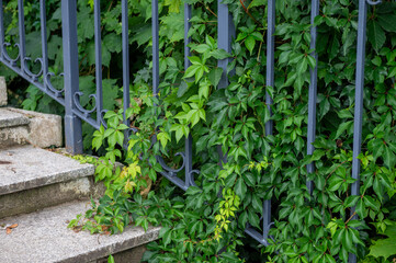 Stone steps with a wrought iron railing covered by green ivy and leafy plants.