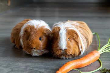 Pair of Guinea Pigs with Carrot on Floor