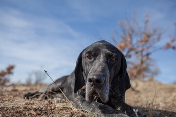 Close-up view of a senior Deutsch Kurzhaar (German shorthaired pointer) point dog with a blue sky.