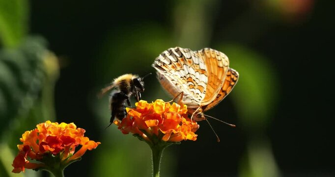 Melitaea phoebe foraging a lanta camara flowers, Southern France