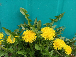 yellow dandelions