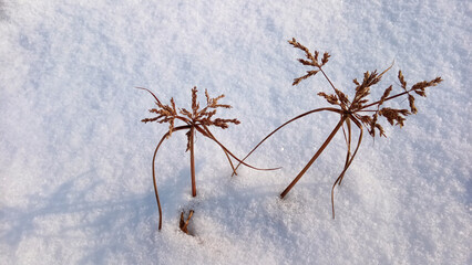 grass of a snowy field