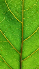 oak leaf