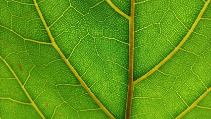 oak leaf
