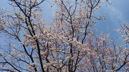 blooming apricot flower