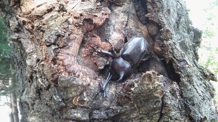 rhinoceros beetle