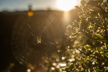 Araña creando la telaraña iluminada por el sol de dia.